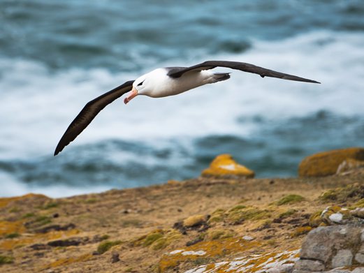 Click to see the birds of Antarctica