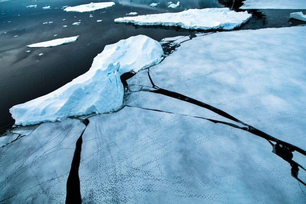 Penguins tracks on the ice flow